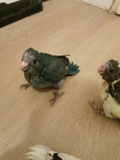 Jeunes kakarikis 2025 80 78000 Versailles