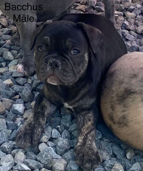 Magnifique chiot Bouledogue fran&ccedil;ais ancien type 1800 34310 Quarante