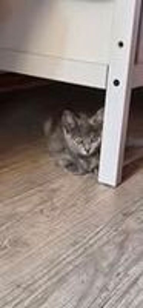   Chat LOUANA à l adoption 