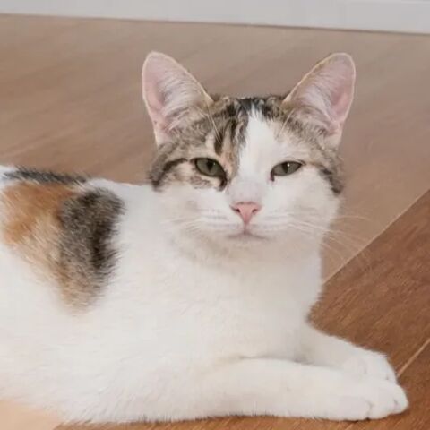 COPELIA  CHATON TRICOLORE  10 MOIS 225 92260 Fontenay-aux-roses