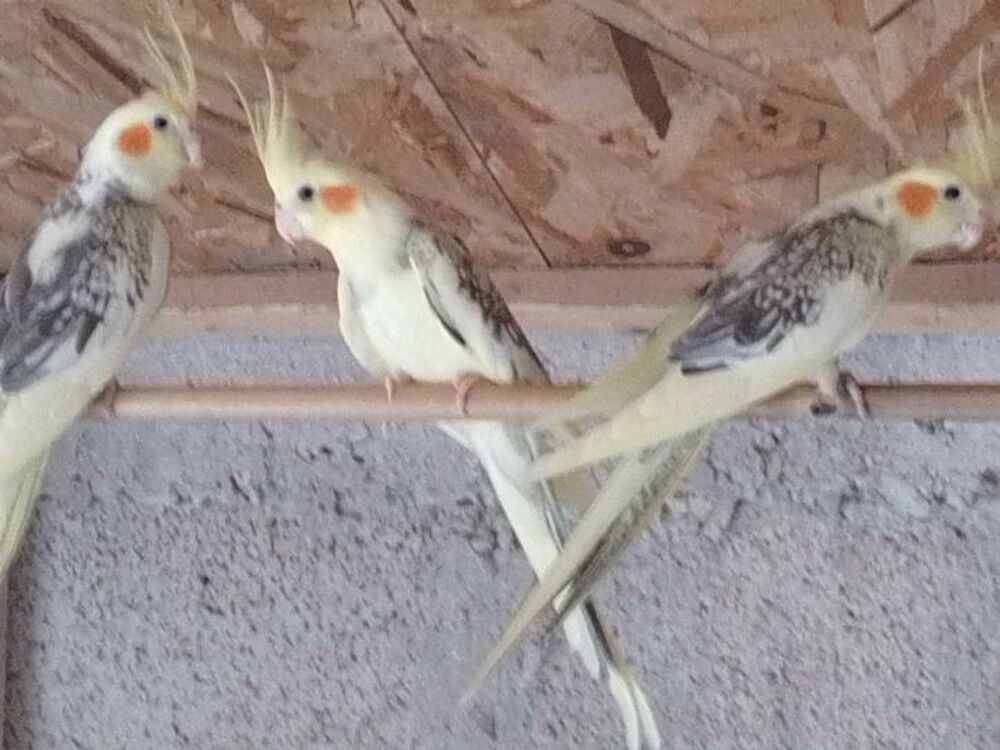   calopsittes 