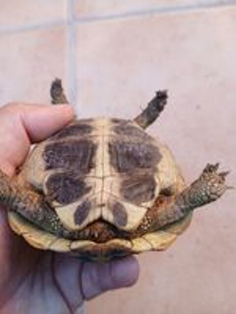   Magnifique tortue femelle de 5 ans  