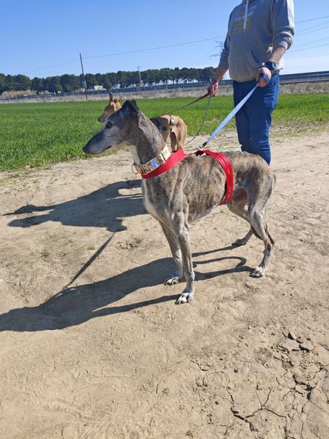 APACHE 💙compagnon id&eacute;al pour une vie pleine de douceur 195 24140 Douville