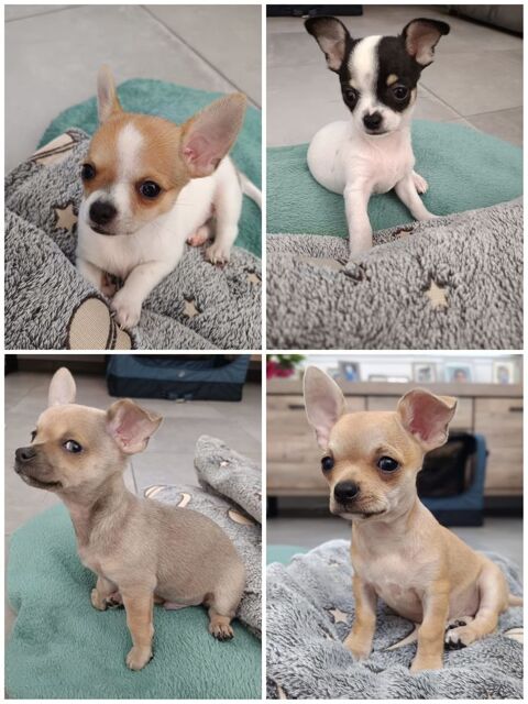 Superbes chiots Chihuahua 800 68250 Rouffach