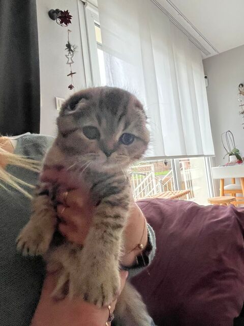 Scottish Fold 1500 54590 Hussigny-godbrange