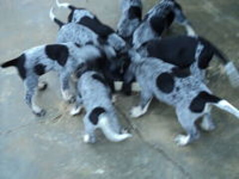   cède chiots petit bleu de Gascogne 