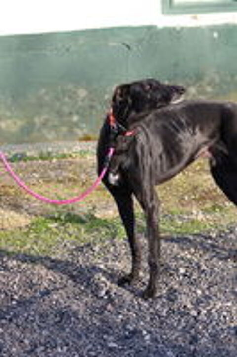   BOMBON  Un doux nom pour un AMOUR de galgo  