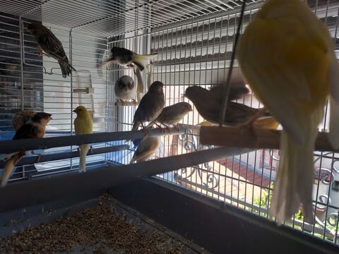 canaris 40 42700 Firminy