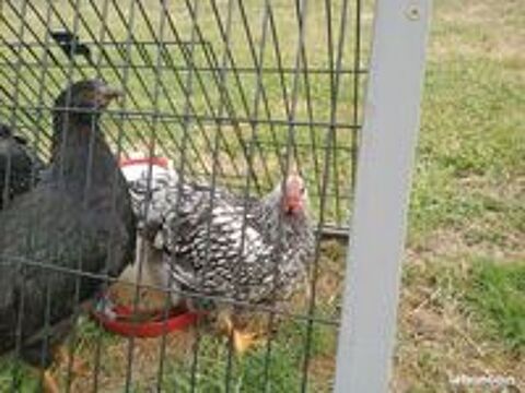    poussins wyandotte 