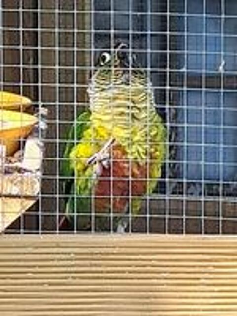  Conure molinae  