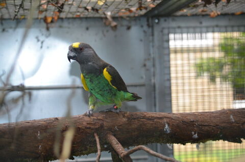 Perroquets de Meyer, couple de 2016 1500 35000 Rennes