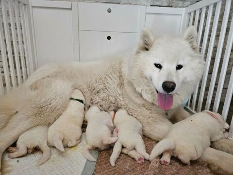 Chiots Samoy&egrave;des LOF disponibles 1900 24510 Sainte-alv�re