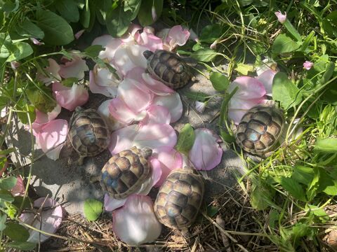 Tortue de Terre - Testudo Marginata 150 01800 Meximieux