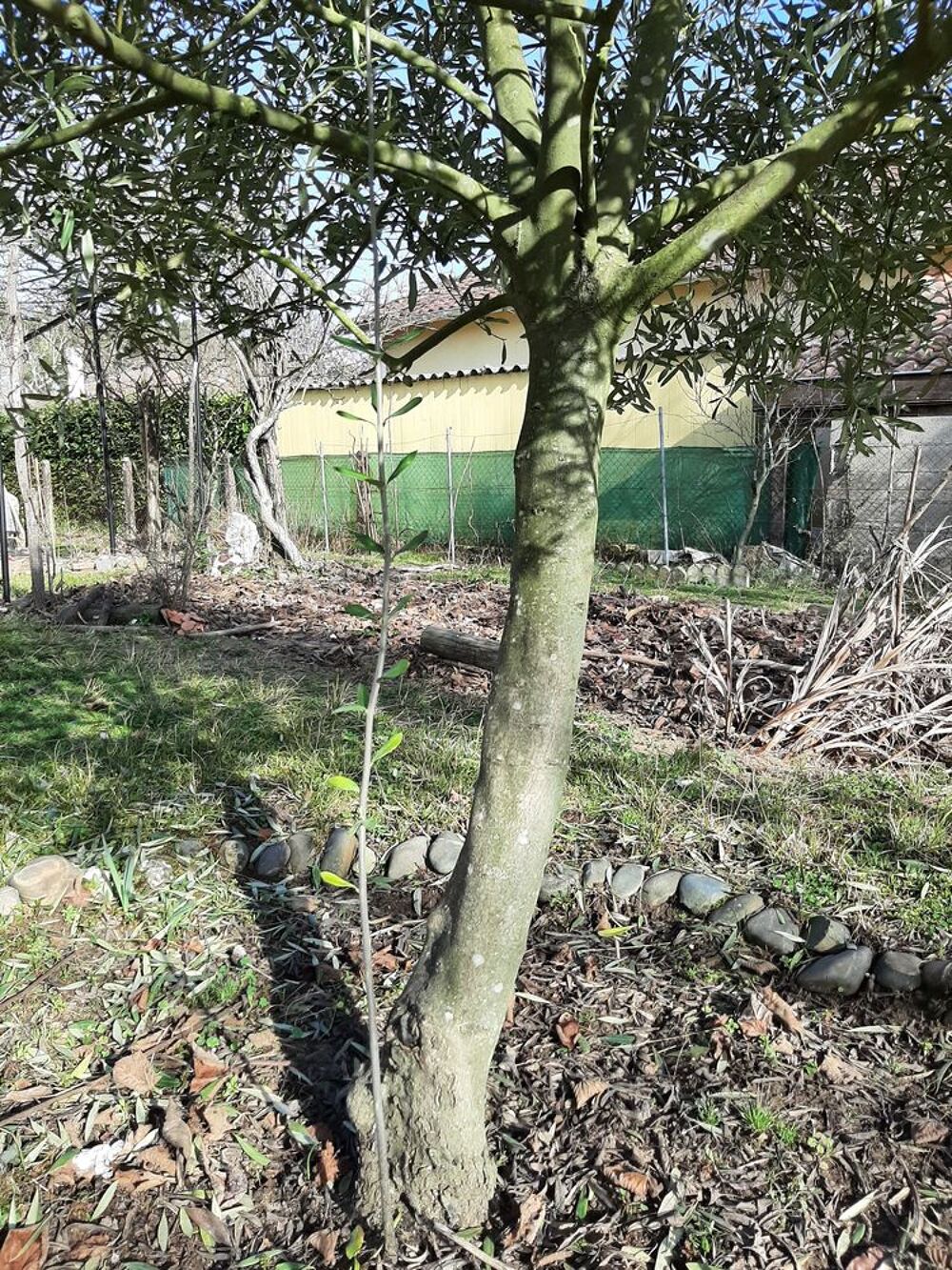 OLIVIER - Arbre fruitier - Olives Jardin