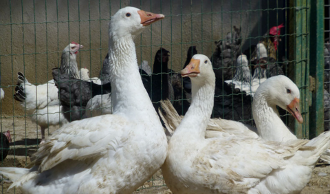 3 grosse oie 0 30100 Als