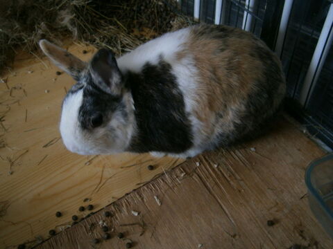 lapin nain 10 42500 Le chambon-feugerolles