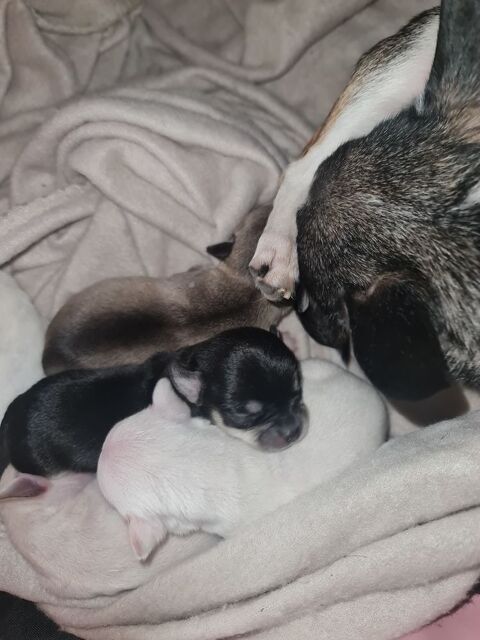 Chihuahua &agrave; r&eacute;serv&eacute; pour don 0 11390 Les martys