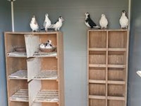   Pigeons rouleurs de galatis  