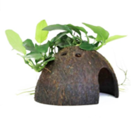   Plante Anubia sur noix de coco 