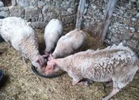   ? Moutons Rouge de l'Ouest 