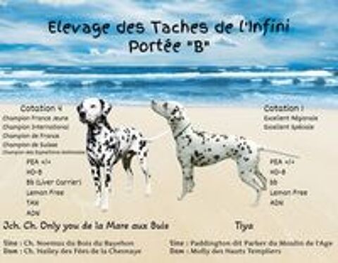   Chiots mâles de race DALMATIEN. 