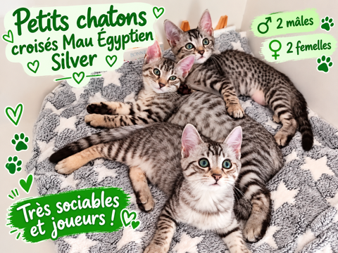 Adorables 4 chatons x race MAU EGYPTIEN sociables JARDIN indispensable 700 31320 Auzeville-tolosane