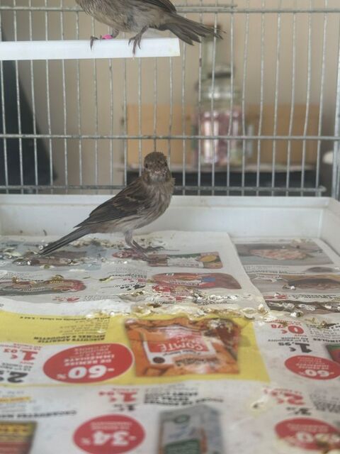 Canari raza 20 93330 Neuilly-sur-marne