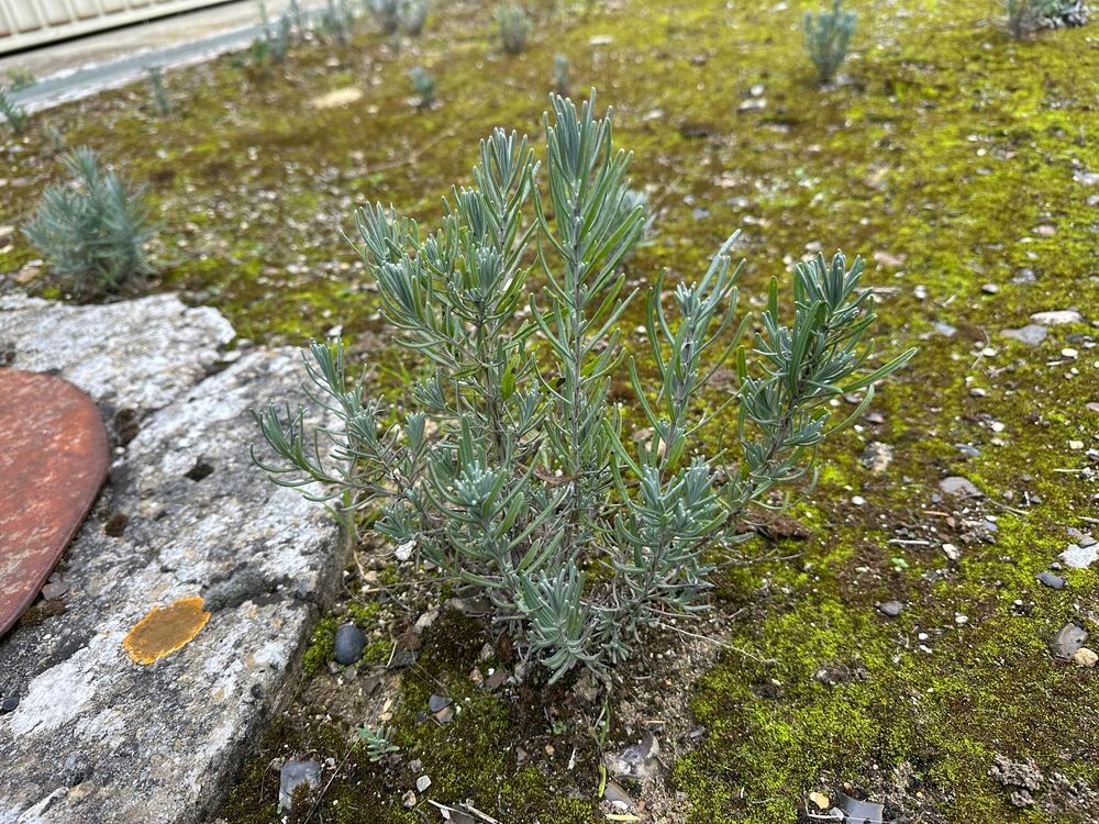 Superbes lavandes racine nues
Jardin