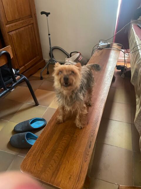 Donne chien yorshire 0 84360 Lauris