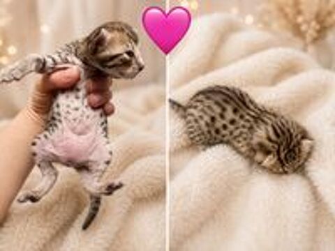   Chatons Savannah F6 