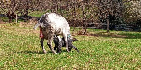   vente Maison - 3/4 pice(s) - 60 m