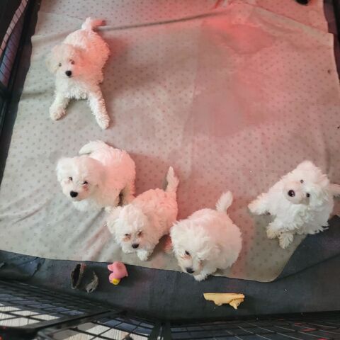 PETITS CHIOTS bichon 650 57255 Sainte-marie-aux-chnes