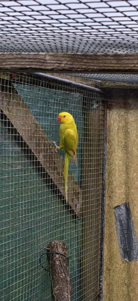 perruche a collier 50 85340 L'le-d'olonne