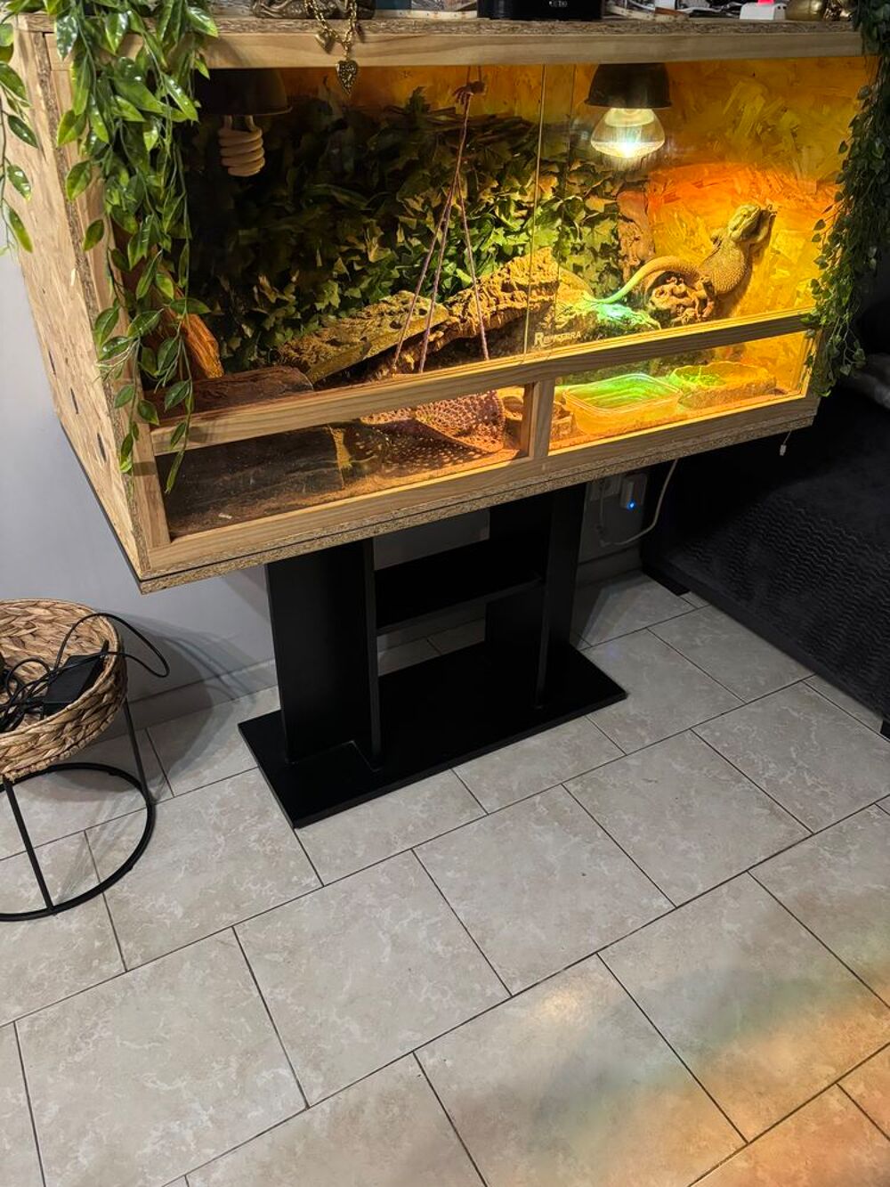   Pogona couple  
