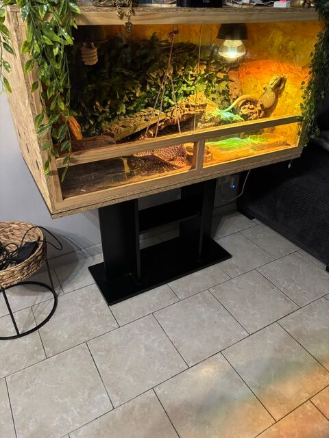 Pogona couple 300 59200 Tourcoing