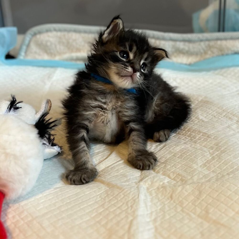   Mes 6 petits trésors Maine Coon nés le 7 mai Portée LOOF 