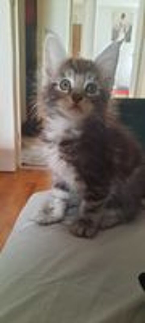  chatons maine coon non loof 