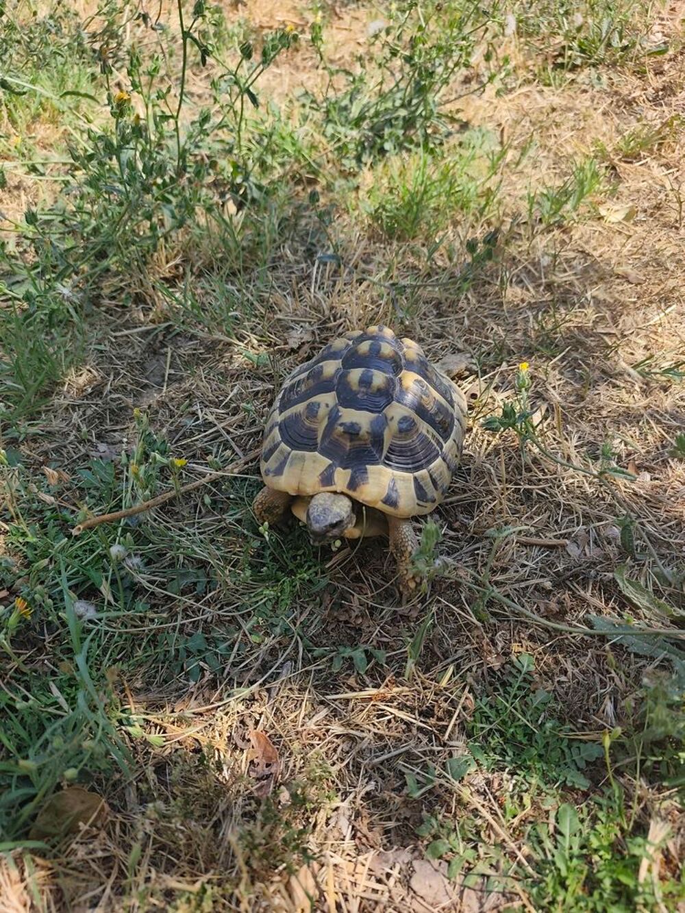   Tortue de terre femelle 