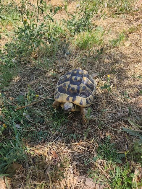 Tortue de terre femelle 250 66200 Montescot