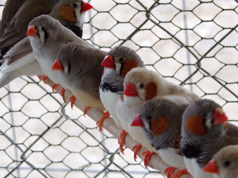 mandarins 8 69830 Saint-georges-de-reneins