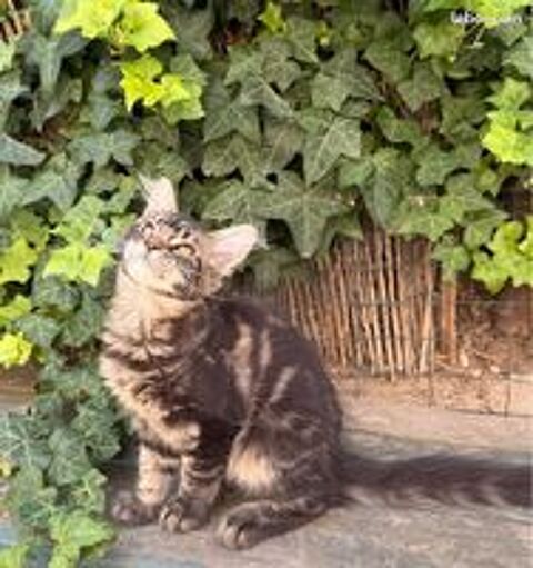   Femelle Maine Coon LOOF Chaton 