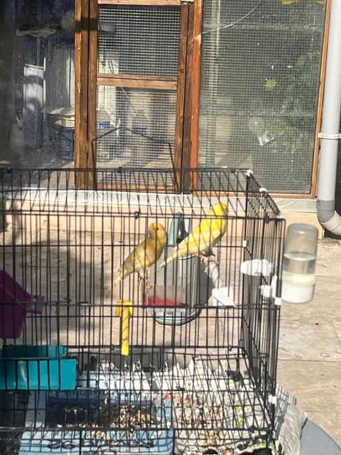 Canaris malinois 25 93600 Aulnay-sous-bois
