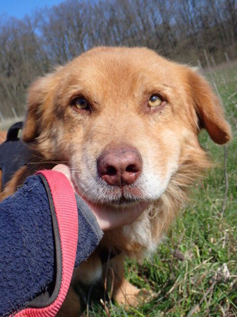 Lilian &agrave; l'adoption 200 57000 Metz