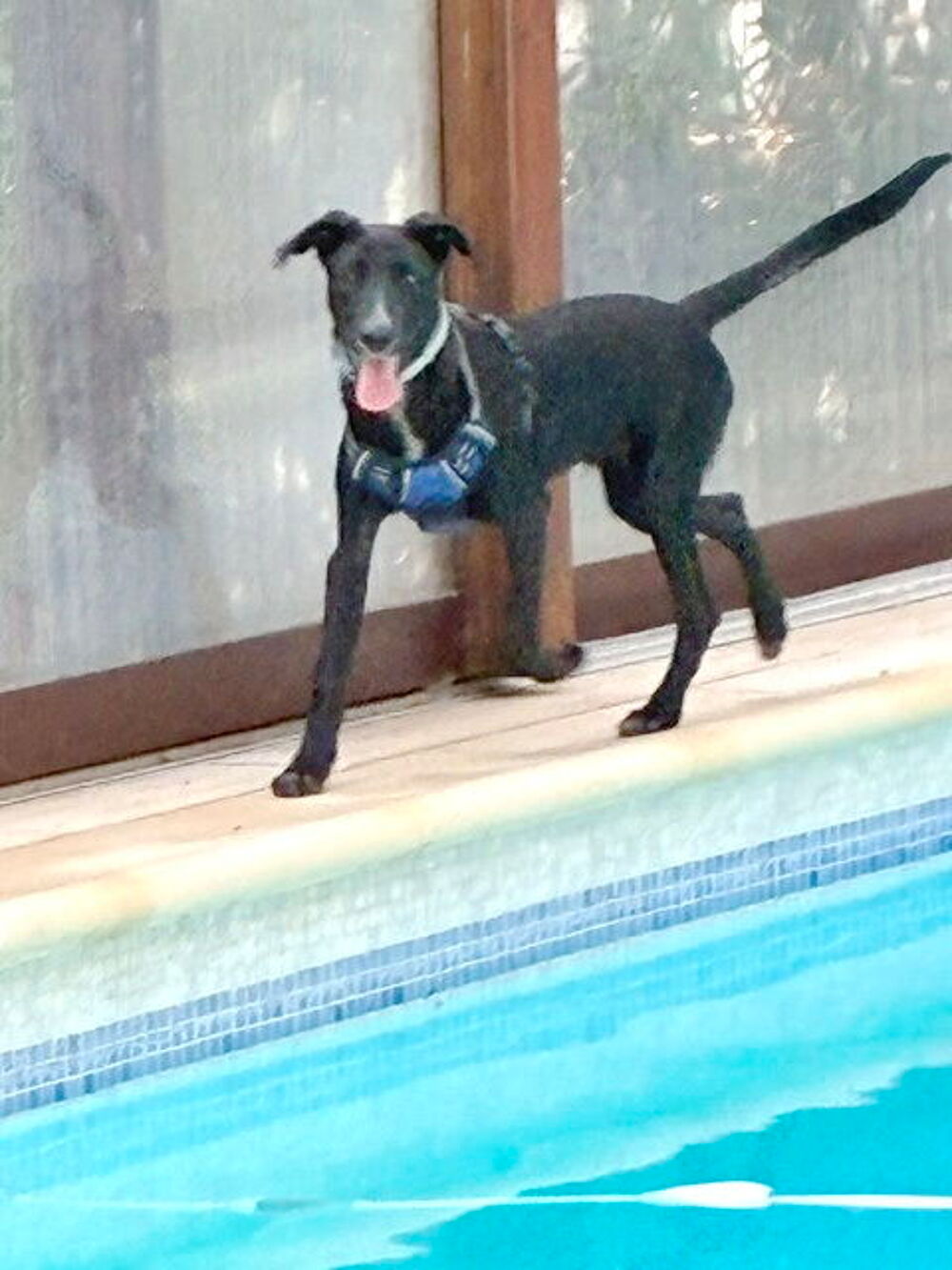   Billy est à l'adoption! 