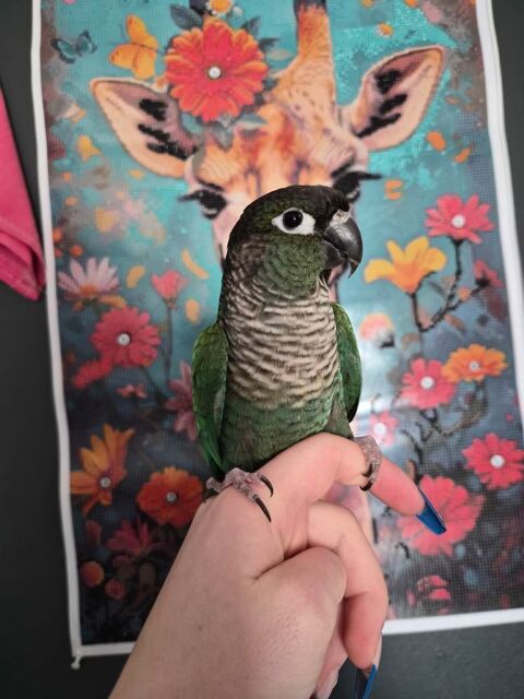 conure molinae turquoise 350 42510 Bussi�res