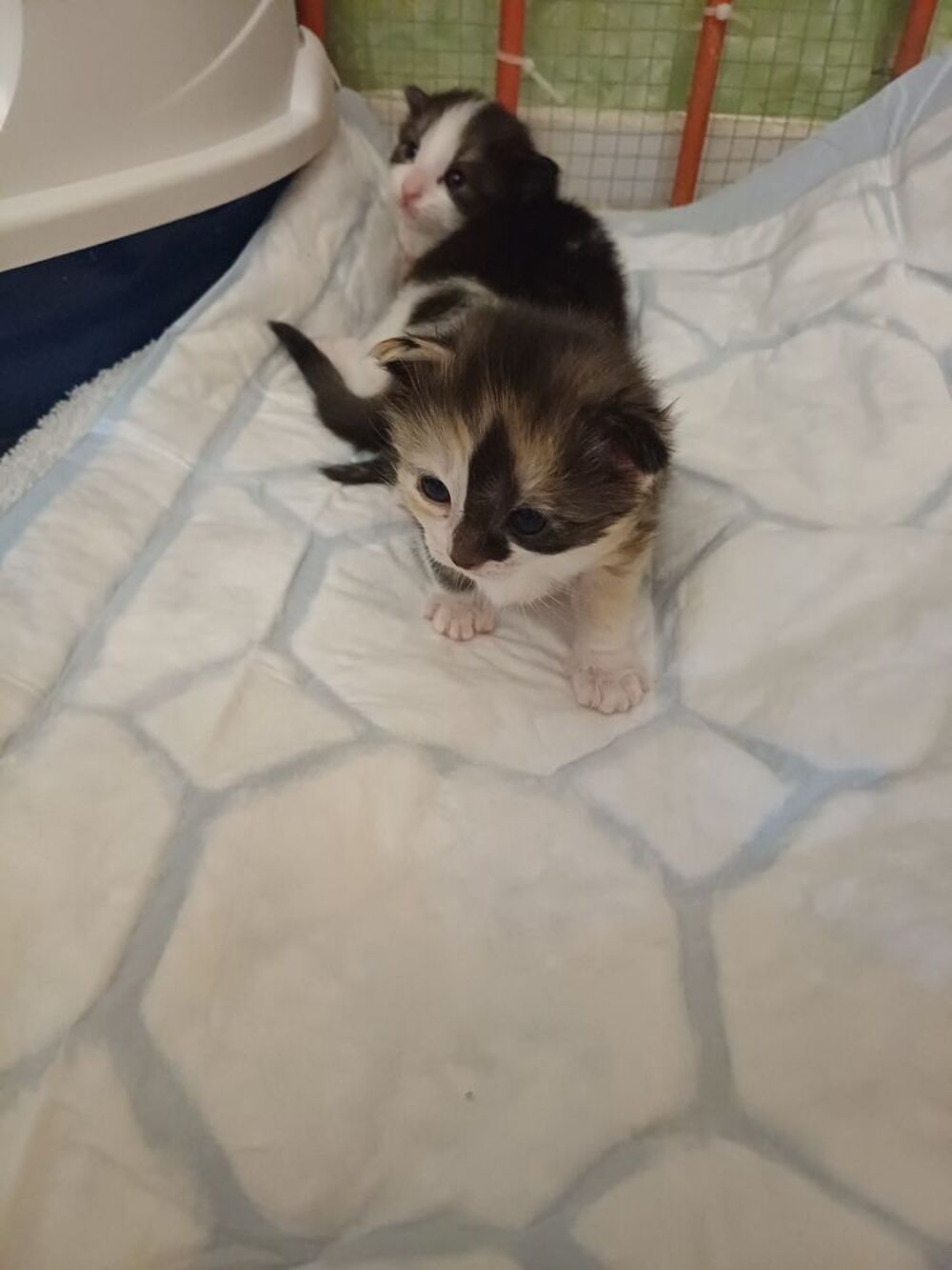   Chaton norvégien/ Birmanie  