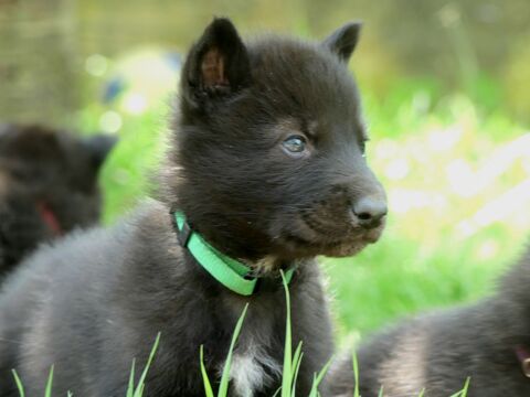 Chiots Chien loup  1400 91650 Breuillet