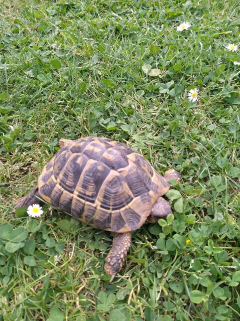 Recherche tortue de terre 50 17610 Chaniers