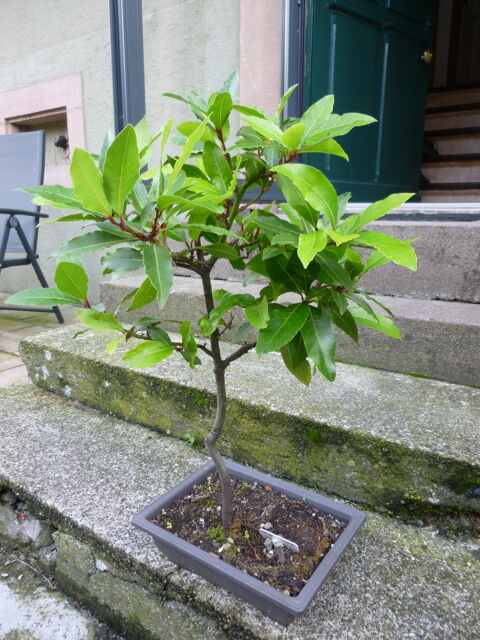 MAGNIFIQUE BONSAI LAURIER SAUCE .  12 ANS . 10 Urb�s (68)