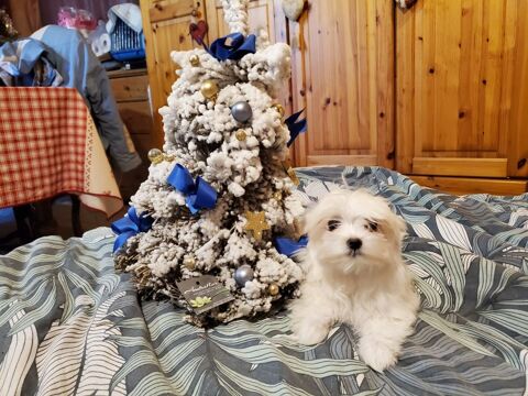 Magnifiques chiots bichons maltais. 1000 74490 Saint-jeoire